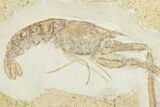 Jurassic Fossil Lobster (Mecochirus) - Solnhofen Limestone #325629-1